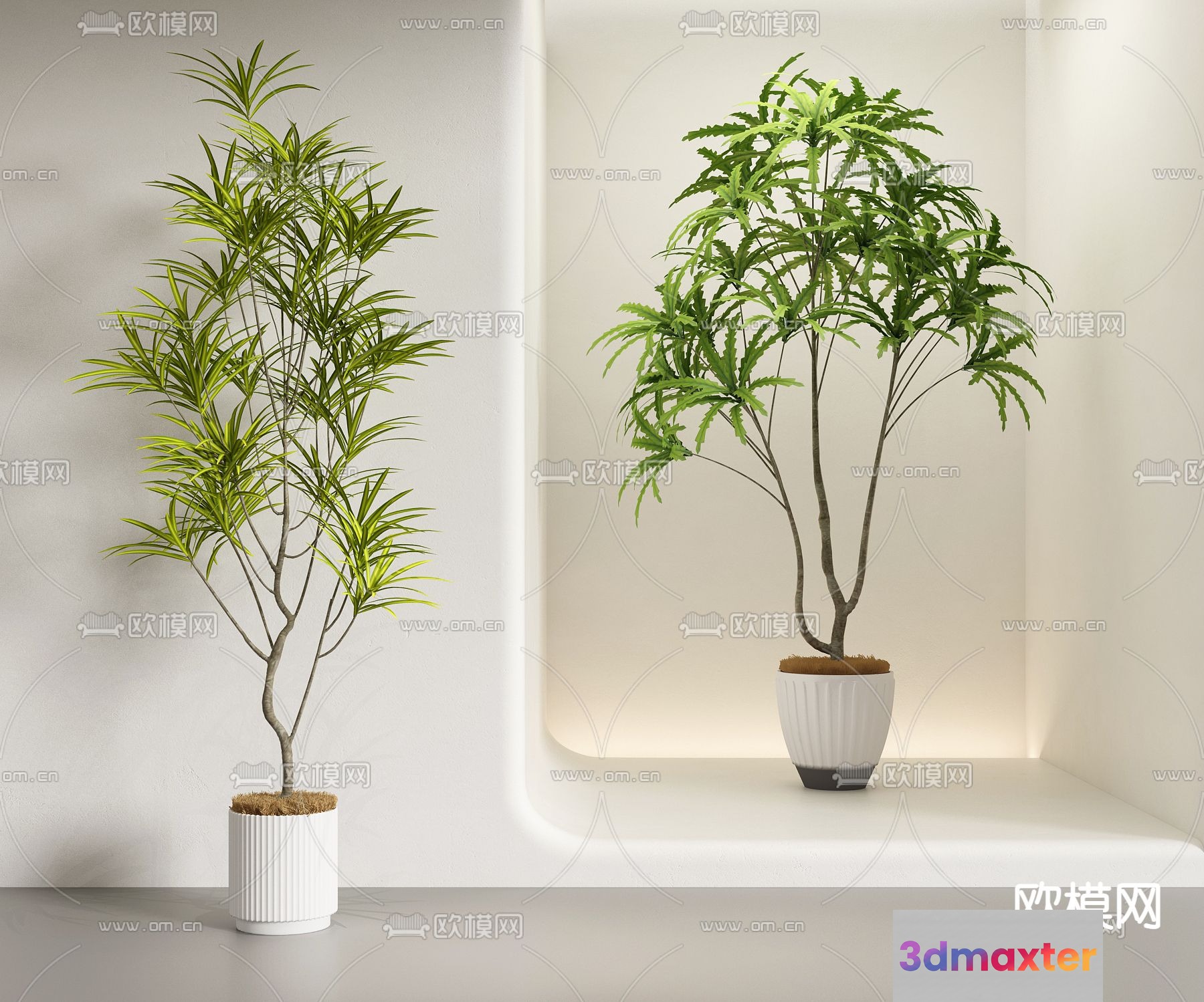 Two Potted Plants 3D Model - 426 - VRAY Render