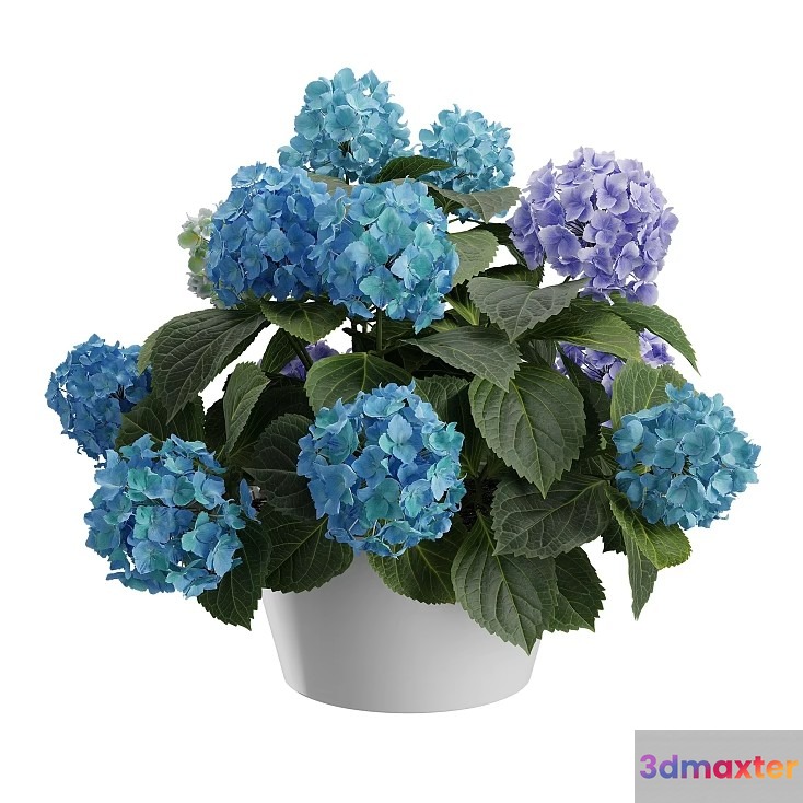 Blue Flower Plant 3D Model - 18607 - VRAY Render
