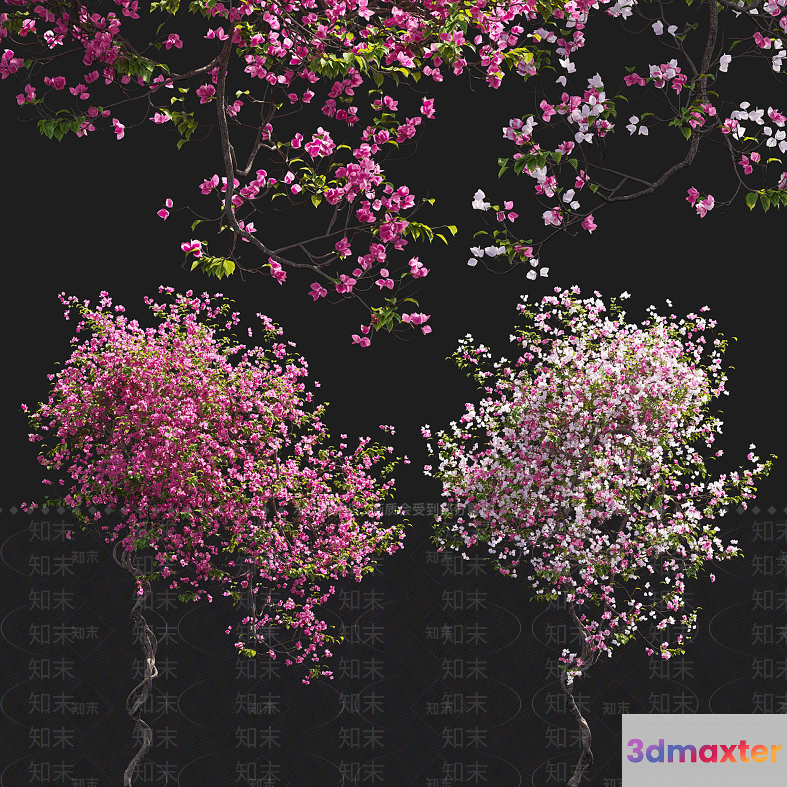 A Tree With Pink Flowers 3D Model - 16970 - VRAY Render