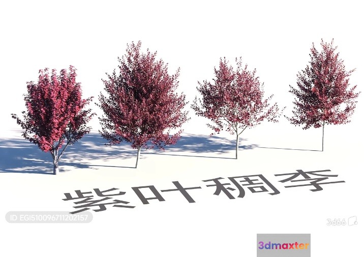 Three Small Trees With Pink Leaves And A Chinese Text 3D Model - 17842 - VRAY Render