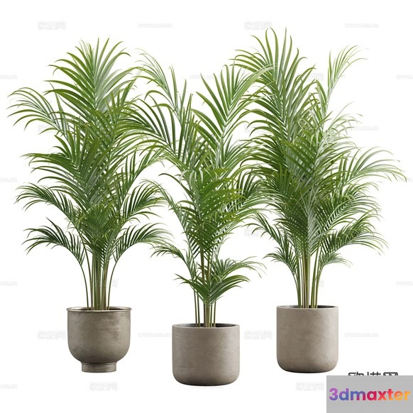 Three Potted Plants 3D Model - 652 - VRAY Render
