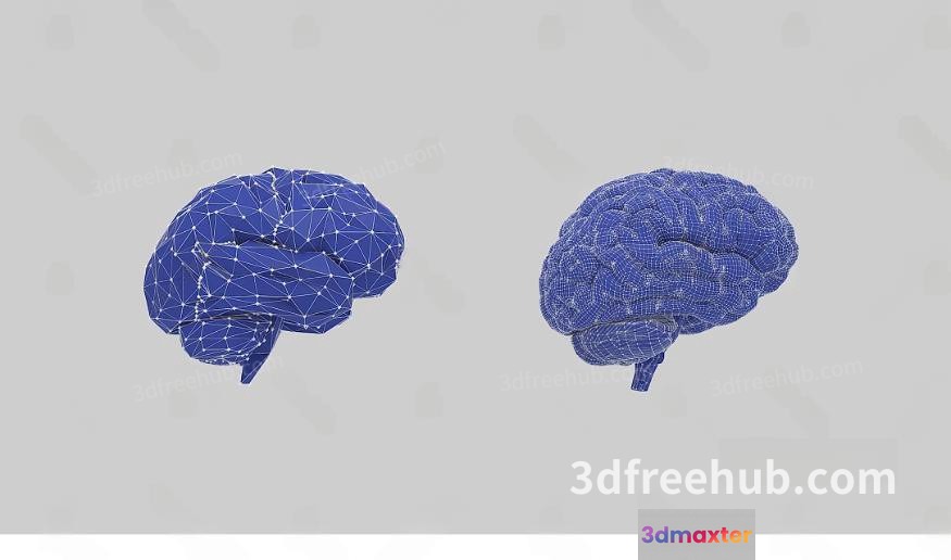 Two 3D Printed Blue Brain Models 3D Model - 19614 - VRAY Render