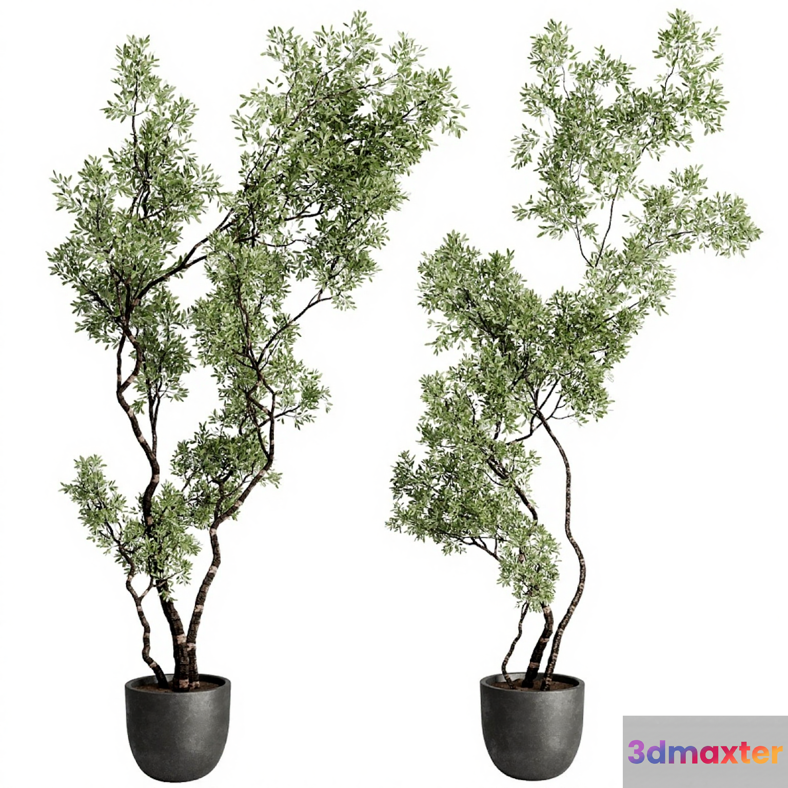 Two Potted Plants 3D Model - 9953 - CORONA Render