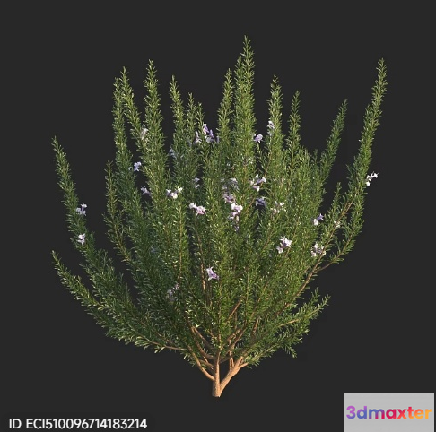 A Plant With Purple Flowers 3D Model - 4524 - VRAY Render