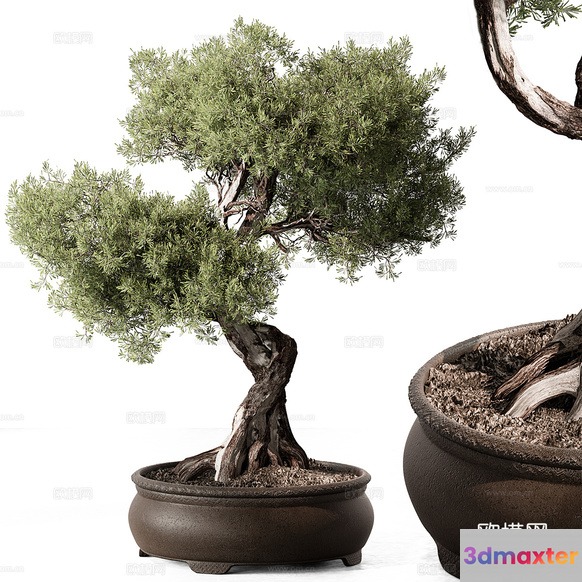 A Tree In A Pot 3D Model - 11016 - CORONA Render