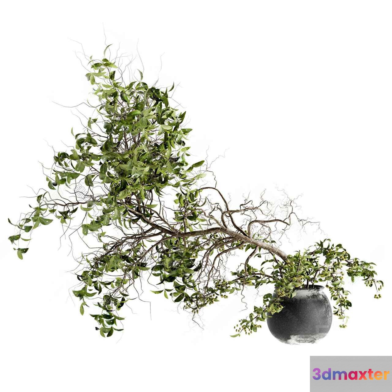 A Potted Plant 3D Model - 9169 - VRAY Render