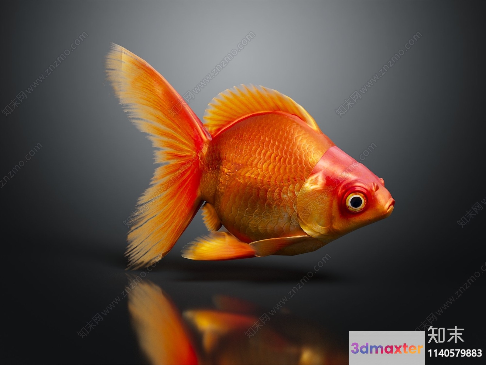 A Goldfish 3D Model - 17396 - VRAY Render