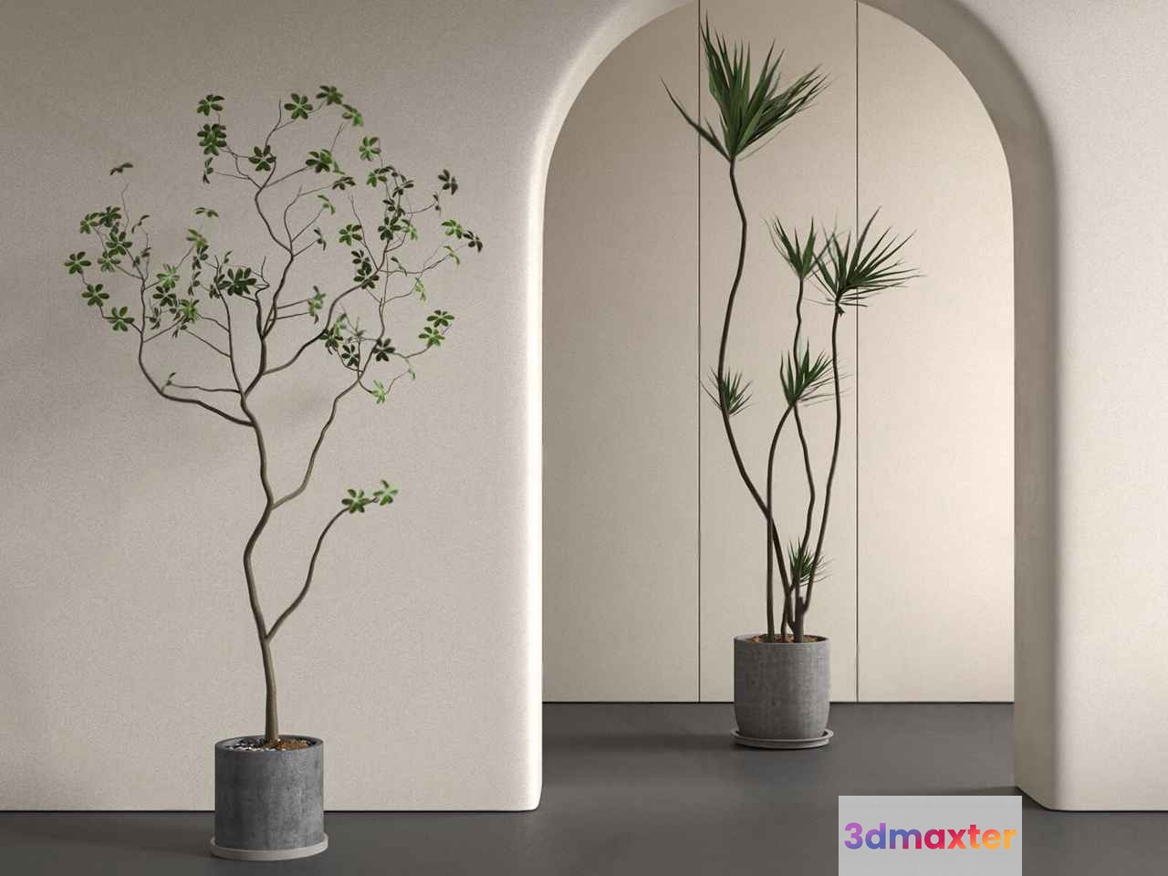 Tall Indoor Plants 3D Model - 14383 - VRAY Render
