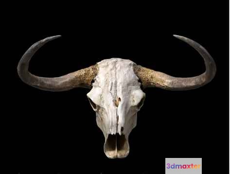 A Cow Skull With Horns 3D Model - 12048 - VRAY Render