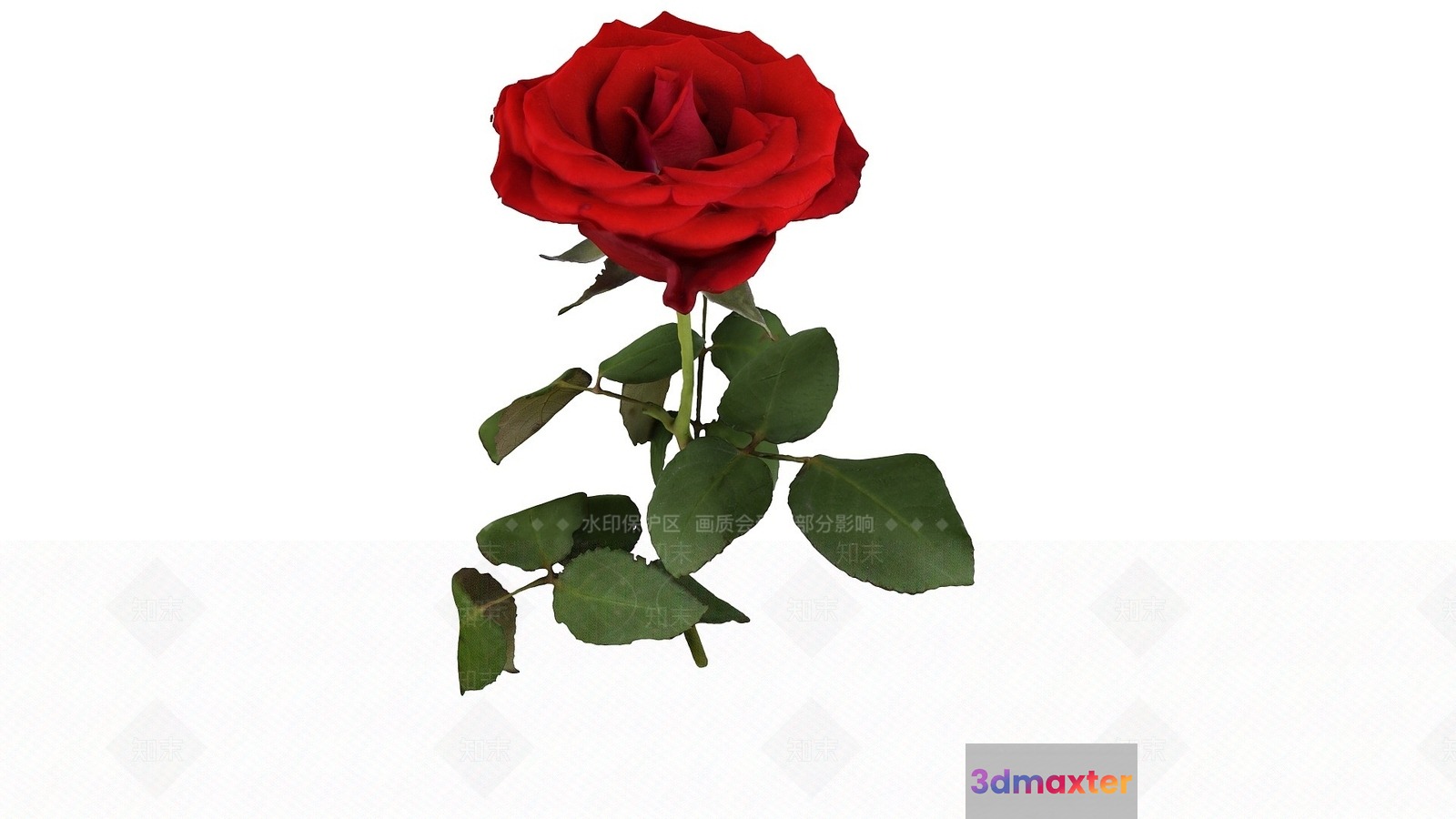 A Single Red Rose 3D Model - 3514 - VRAY Render