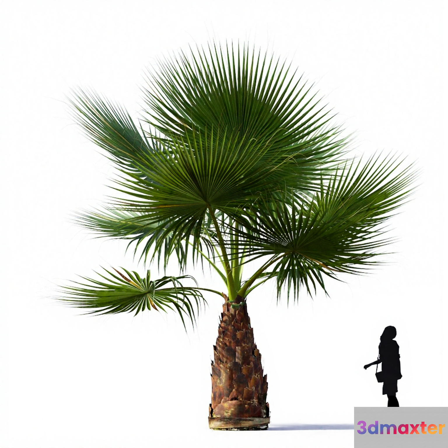A Palm Tree 3D Model - 17853 - VRAY Render