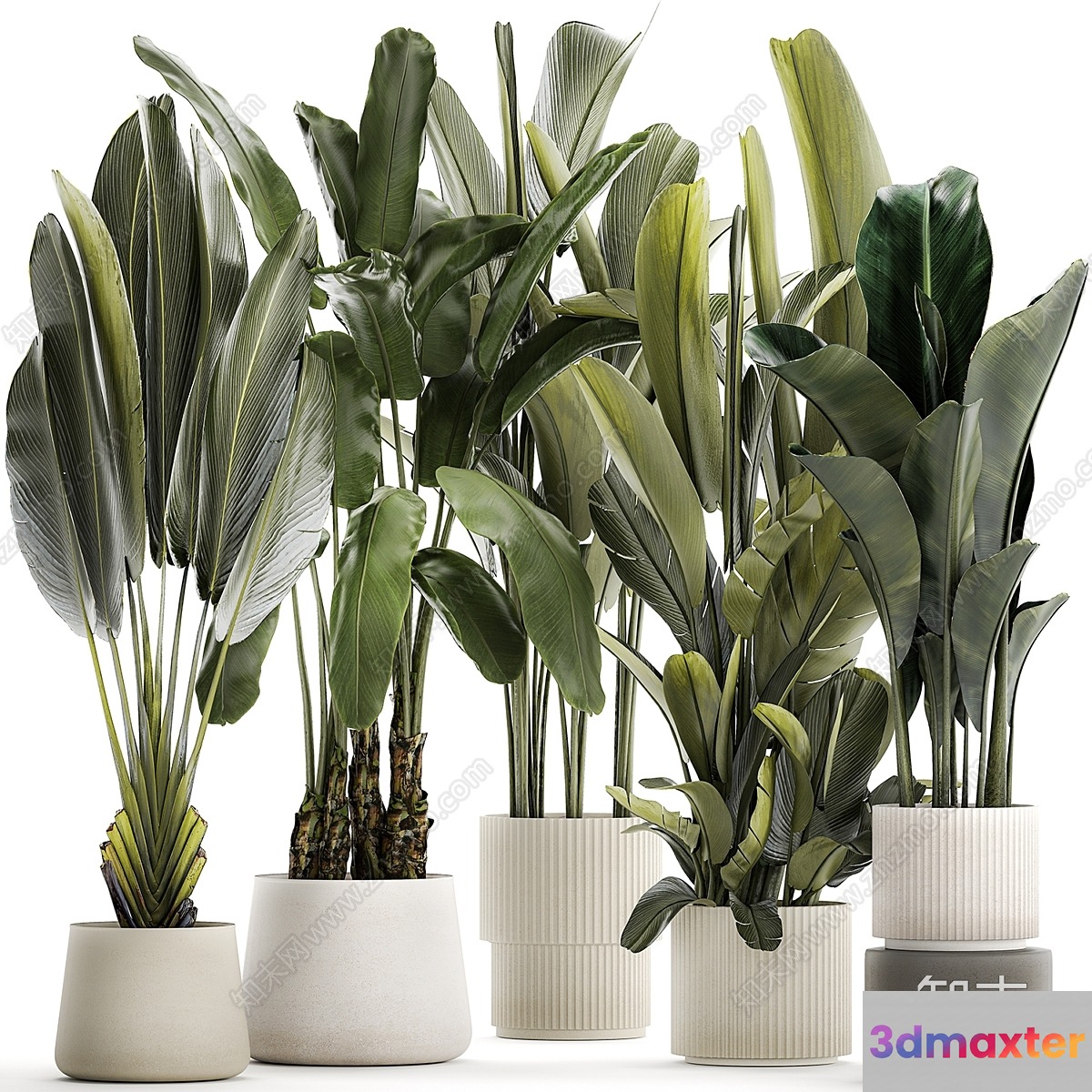 Tropical Plants In Pots 3D Model - 21730 - VRAY Render
