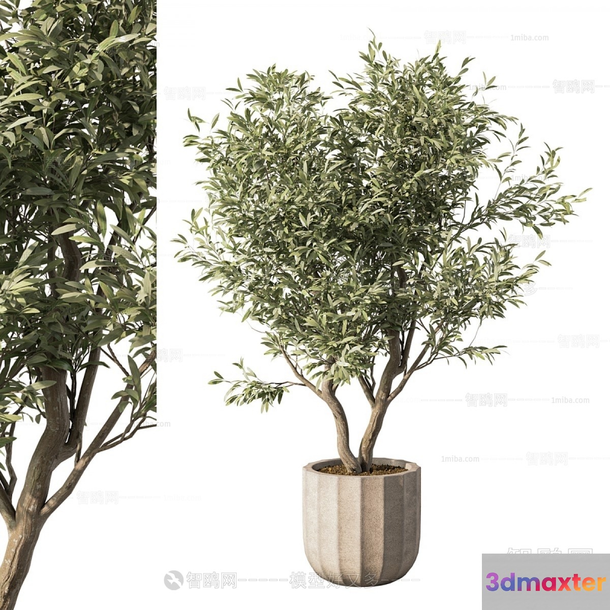 A Potted Plant 3D Model - 15968 - VRAY Render
