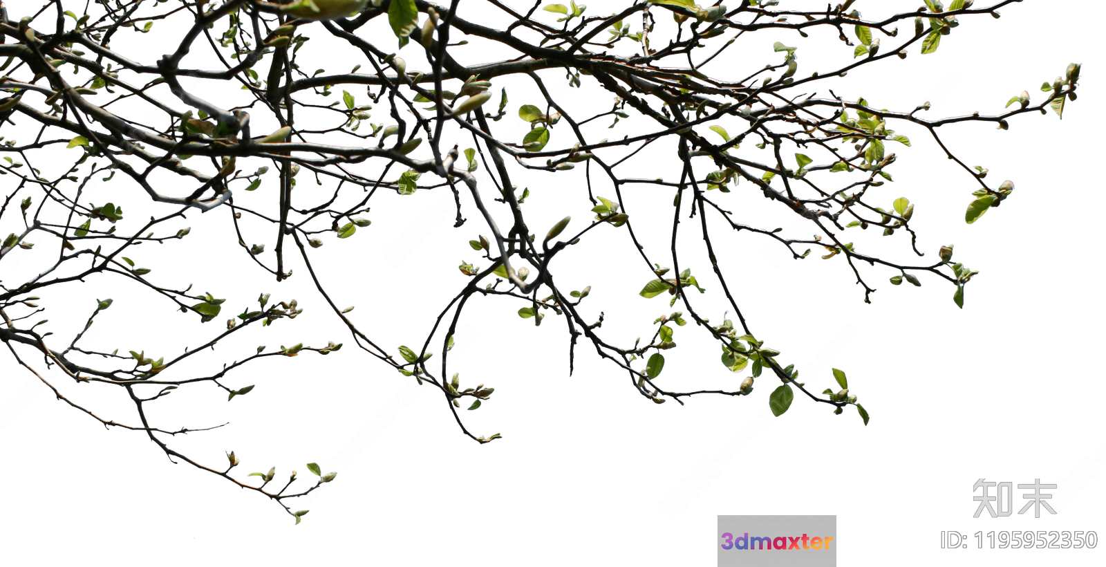 The Main Subject Is A Tree Branch With Green Leaves And It Has A 3D Model - 12654 - VRAY Render