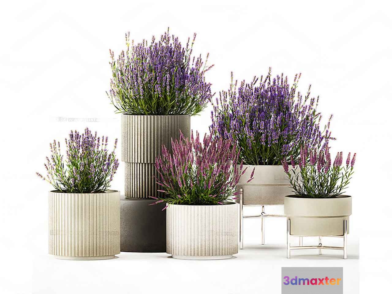 Lavender Plants In Pots 3D Model - 16309 - VRAY Render