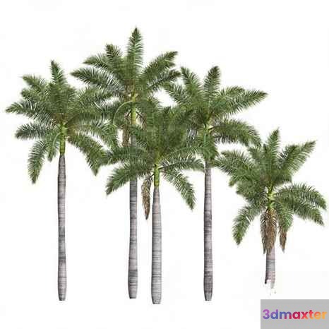 Palm Tree 3D Model - 3129 - VRAY Render