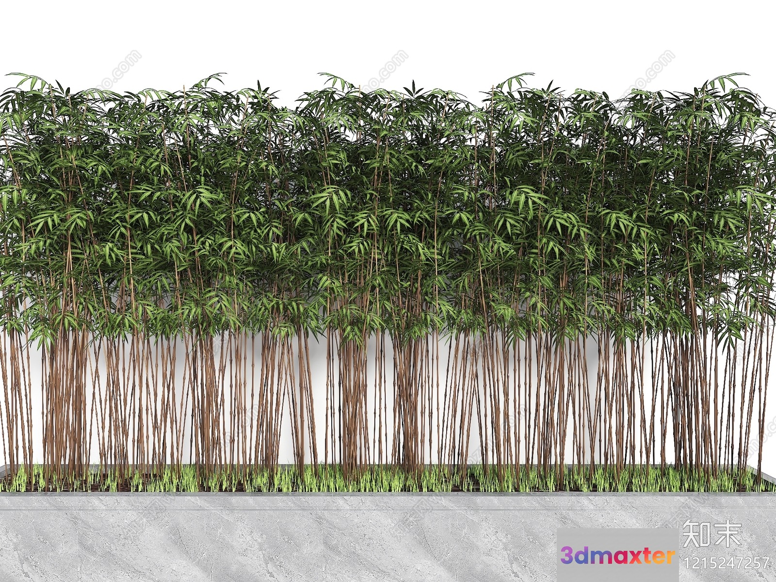 A Bamboo Plant 3D Model - 10635 - VRAY Render