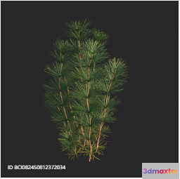 A Pine Tree Branch 3D Model - 5295 - VRAY Render