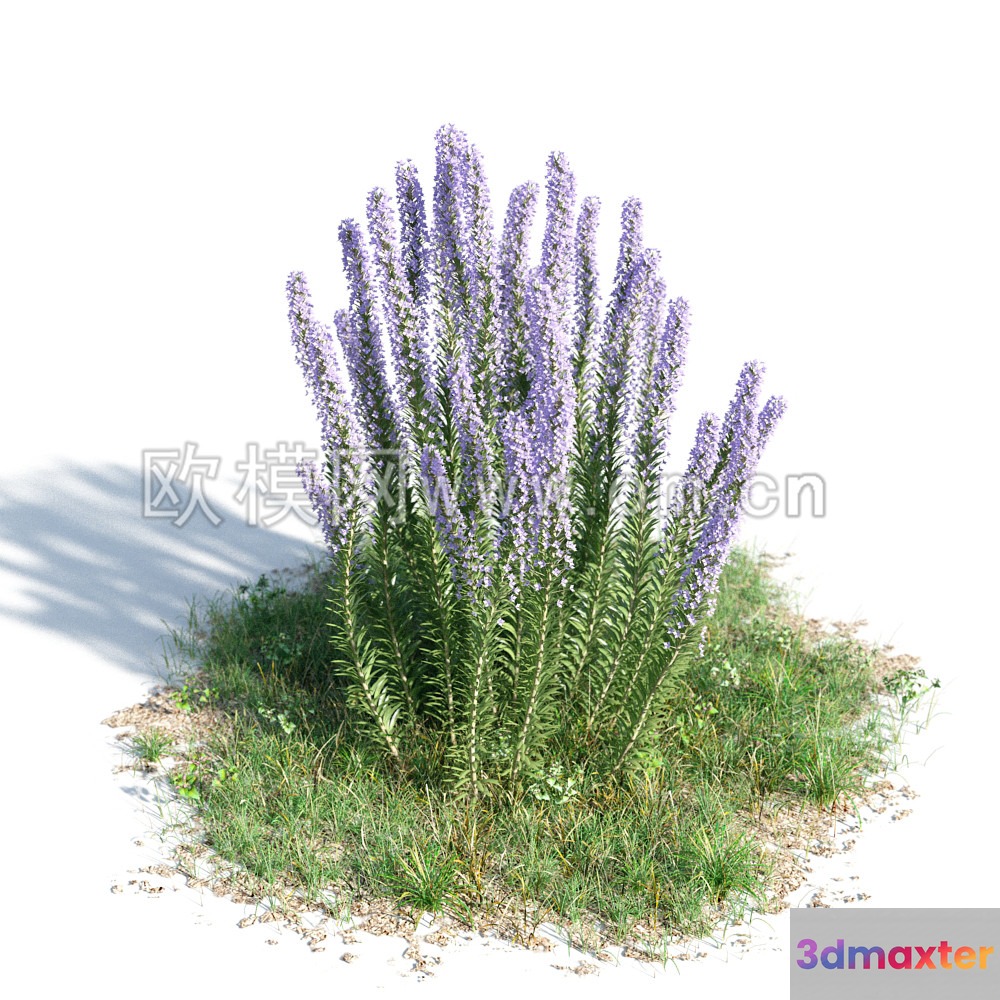 A Cluster Of Purple Flowers 3D Model - 14968 - VRAY Render