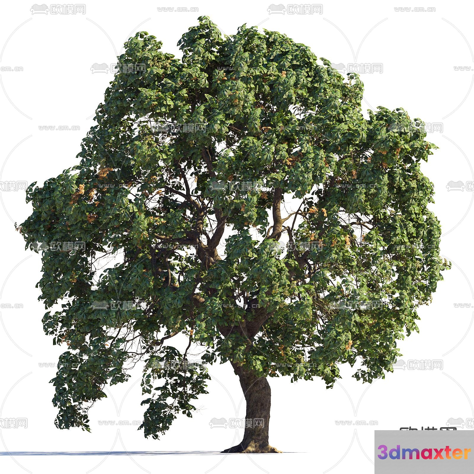 A Tree 3D Model - 9006 - VRAY Render