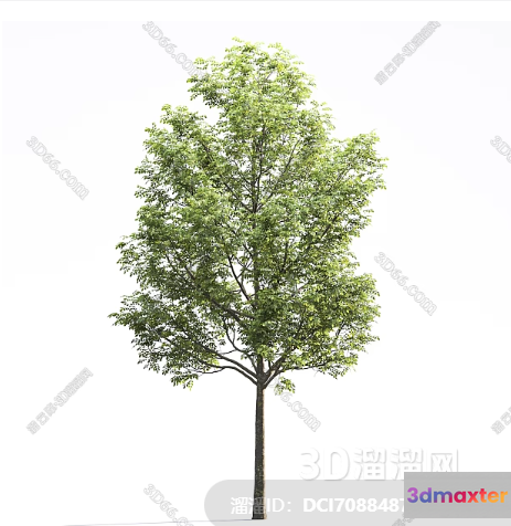 A Tall Tree With Green Leaves 3D Model - 17851 - VRAY Render