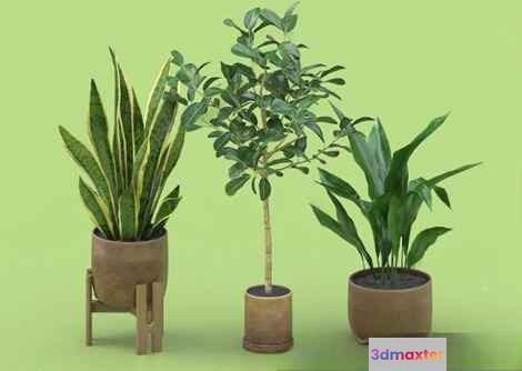 Potted Plants 3D Model - 3319 - VRAY Render