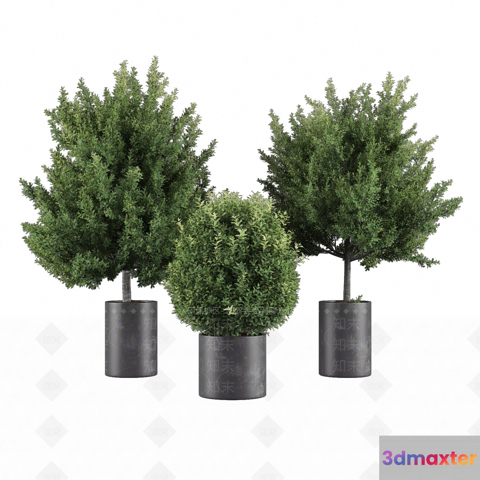 Three Small Trees In Pots 3D Model - 11208 - VRAY Render