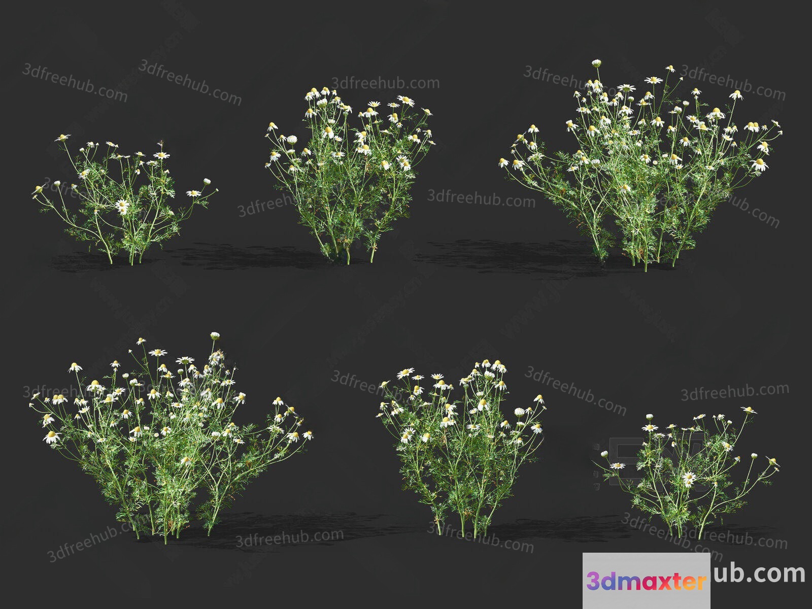 A Collection Of White Flowers With Green Stems 3D Model - 18768 - VRAY Render
