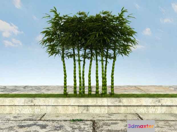 A Cluster Of Bamboo Trees 3D Model - 9759 - VRAY Render