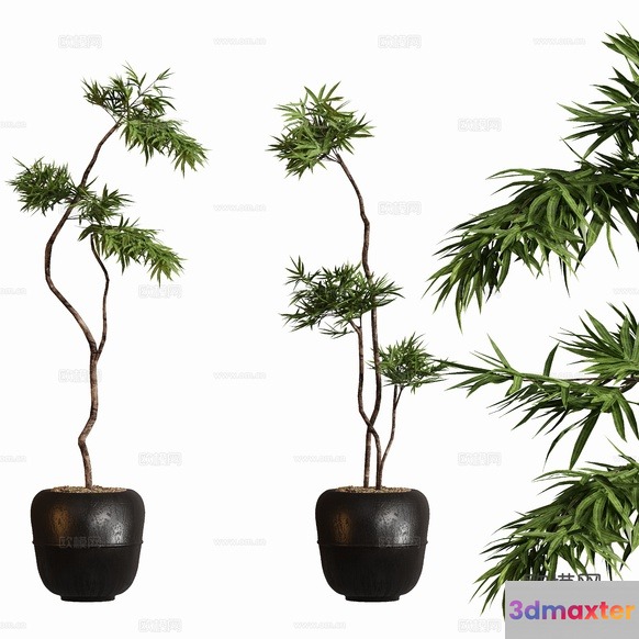 Two Potted Plants 3D Model - 12842 - CORONA Render