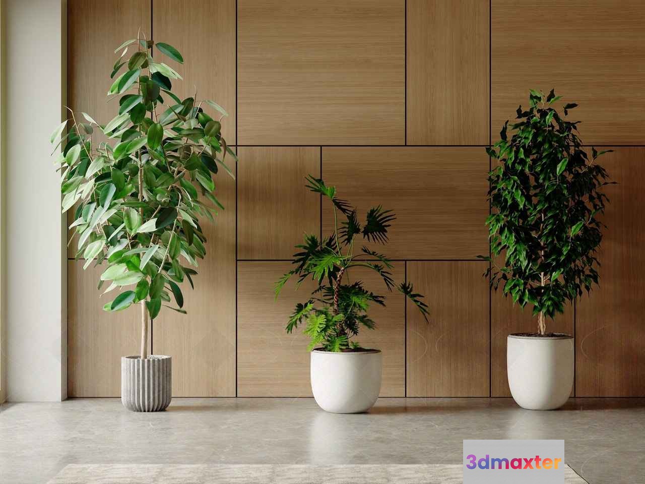 Three Indoor Plants In White Pots 3D Model - 6147 - VRAY Render
