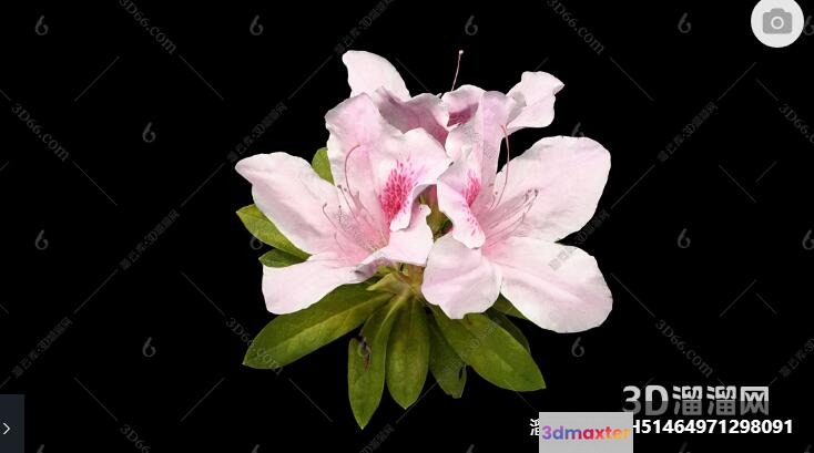 A White Flower With Pink Accents 3D Model - 6768 - VRAY Render