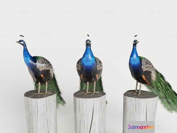 Three Peacocks 3D Model - 11653 - CORONA Render