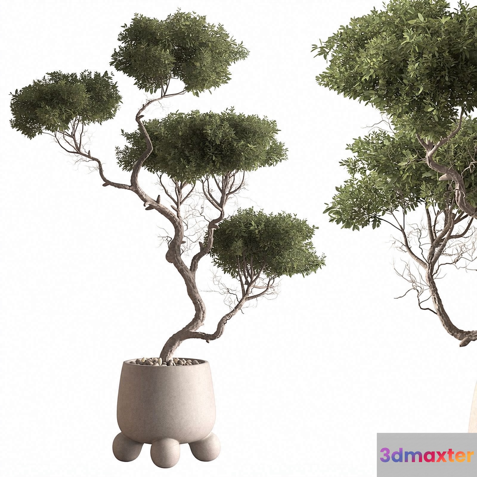 A Potted Tree With Green Leaves 3D Model - 21585 - VRAY Render