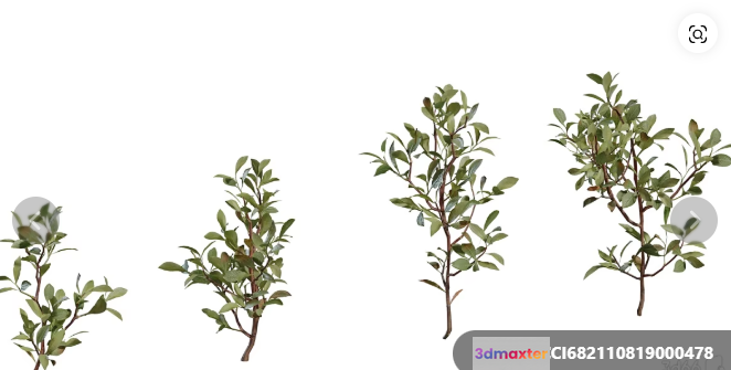 Green Plants 3D Model - 9121 - VRAY Render