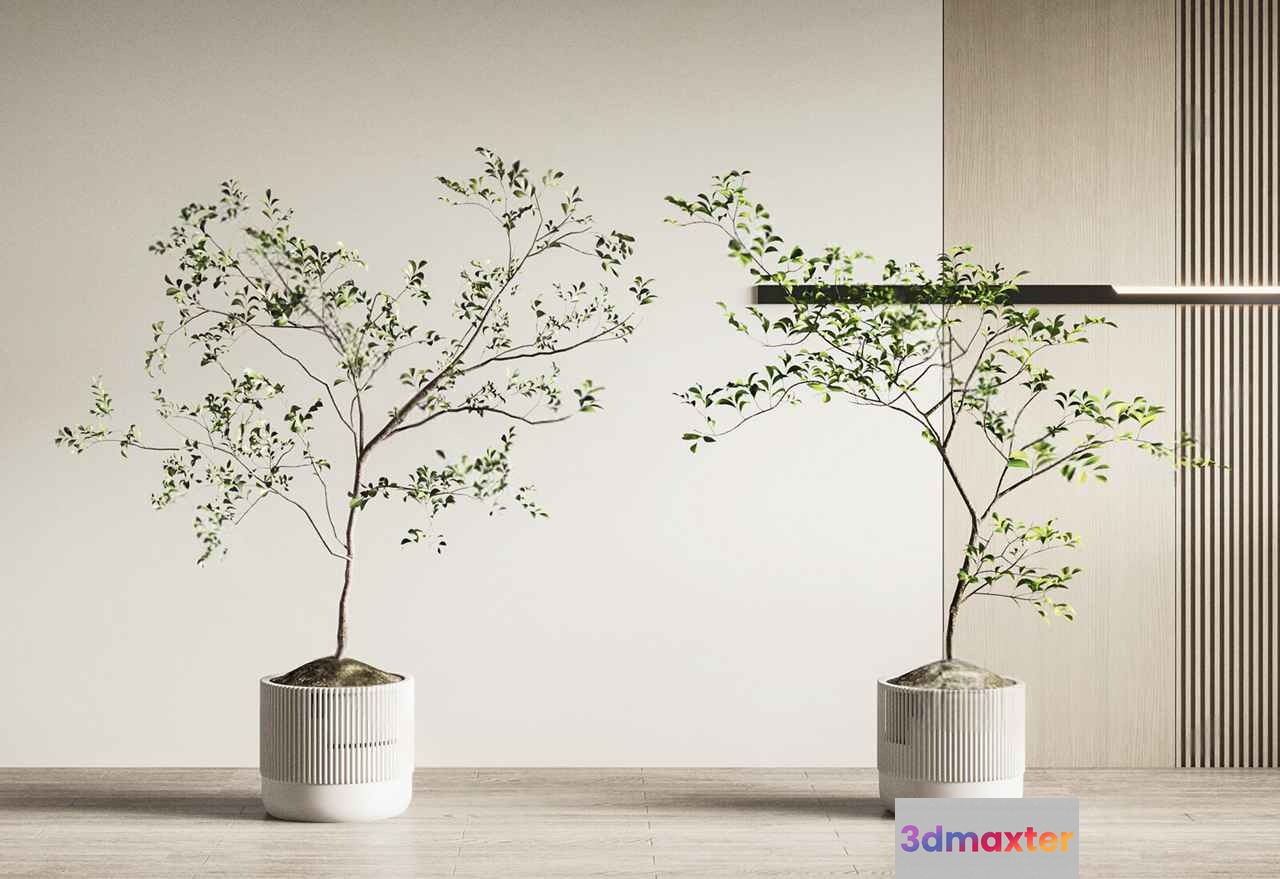 Two Potted Trees 3D Model - 7218 - CORONA Render