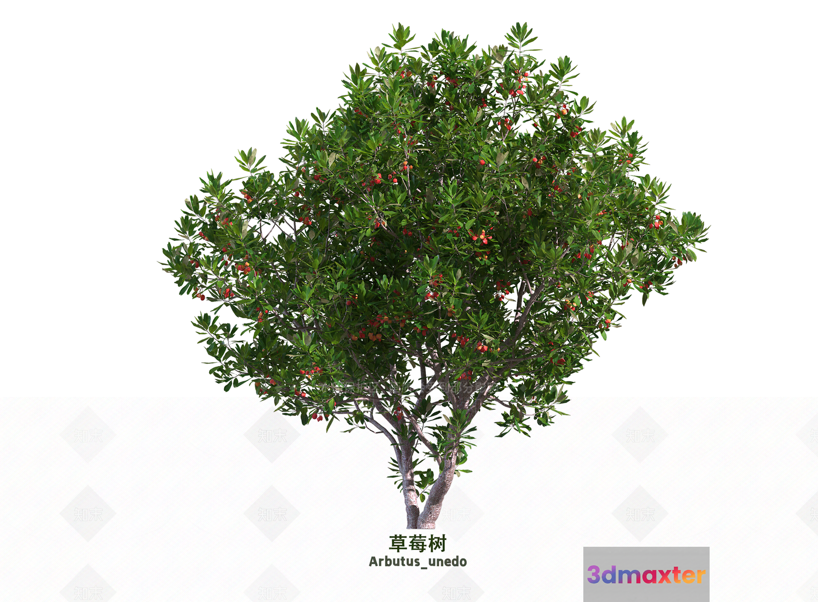 A Tree With Green Leaves And Red Berries 3D Model - 3540 - VRAY Render