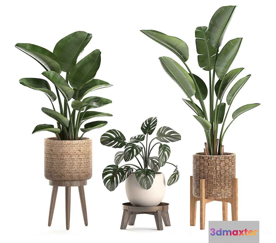 A Collection Of Potted Plants 3D Model - 2189 - VRAY Render