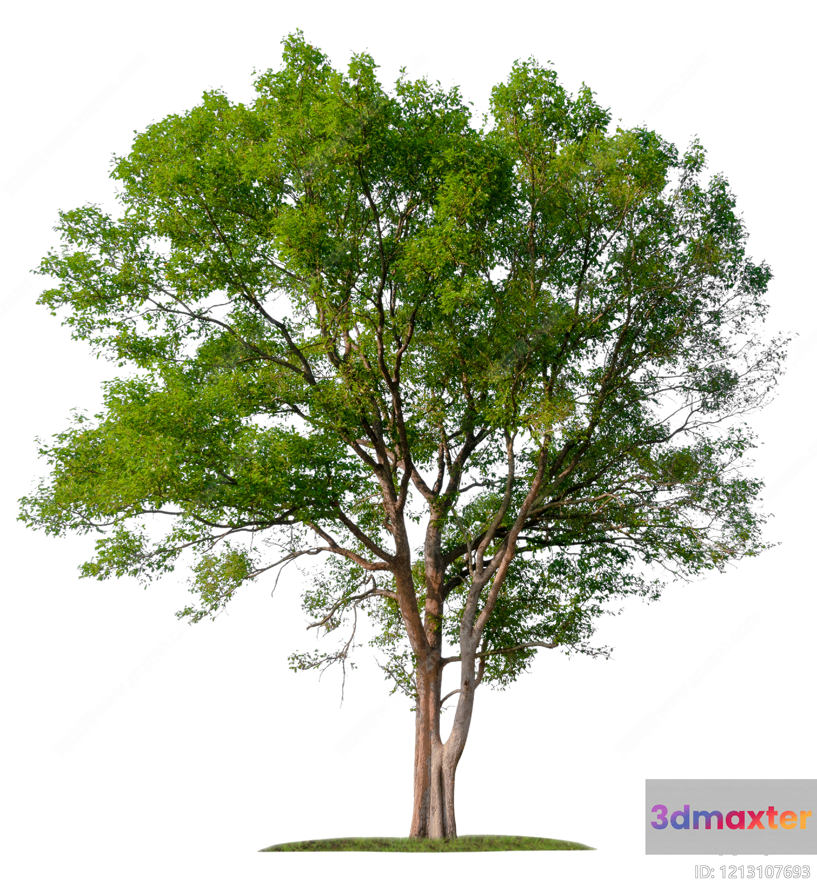 A Tree With Green Leaves 3D Model - 6356 - VRAY Render