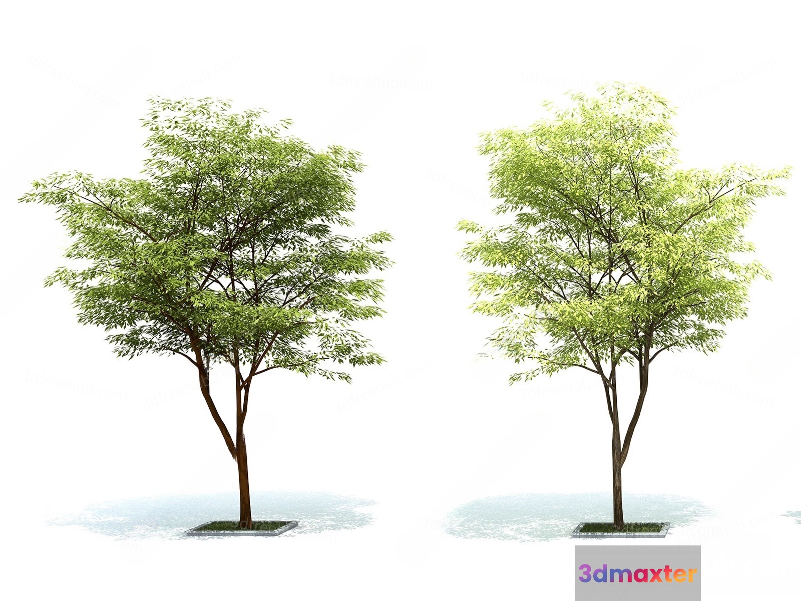 A Tree With Green Leaves 3D Model - 14184 - VRAY Render