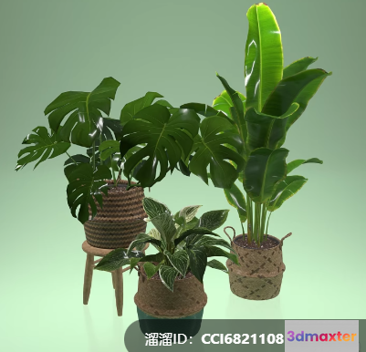 Three Potted Plants 3D Model - 8790 - VRAY Render