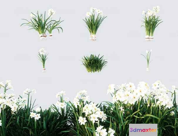 White Daffodil Plants 3D Model - 4499 - CORONA Render