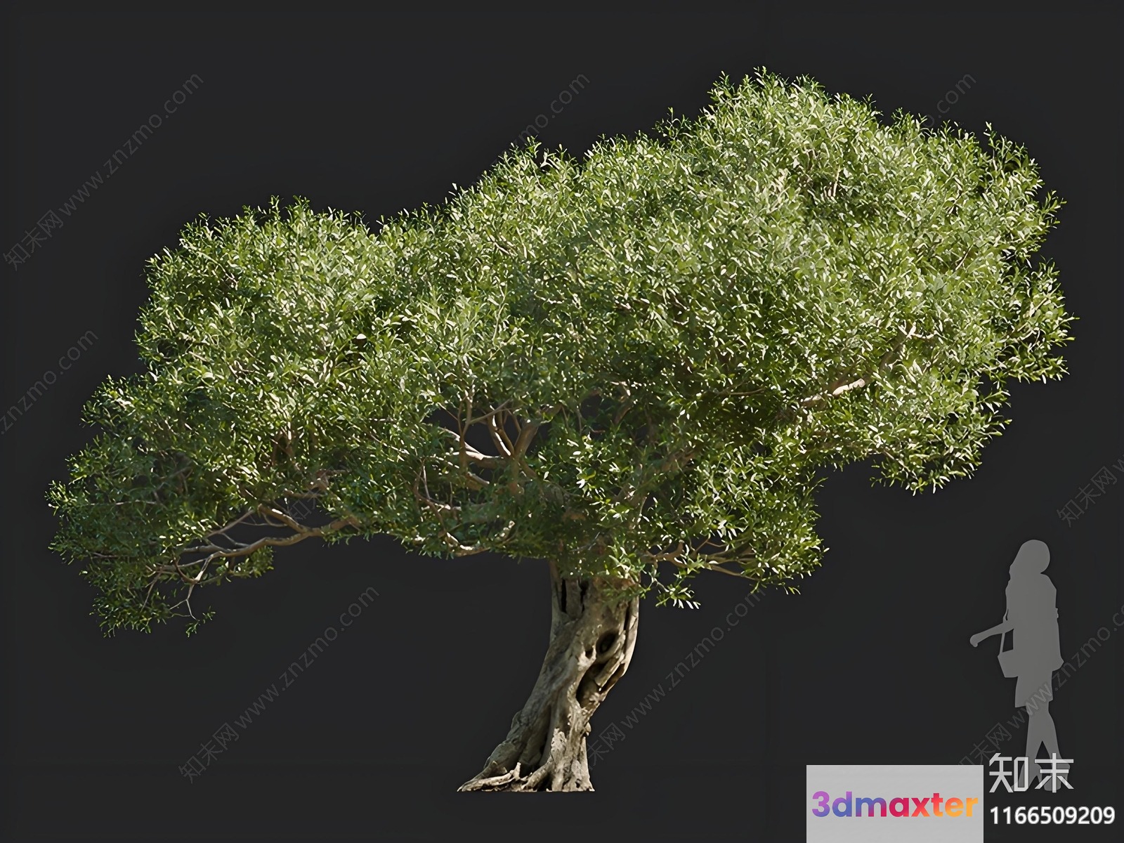 A Tree With A Trunk And Branches 3D Model - 16470 - CORONA Render