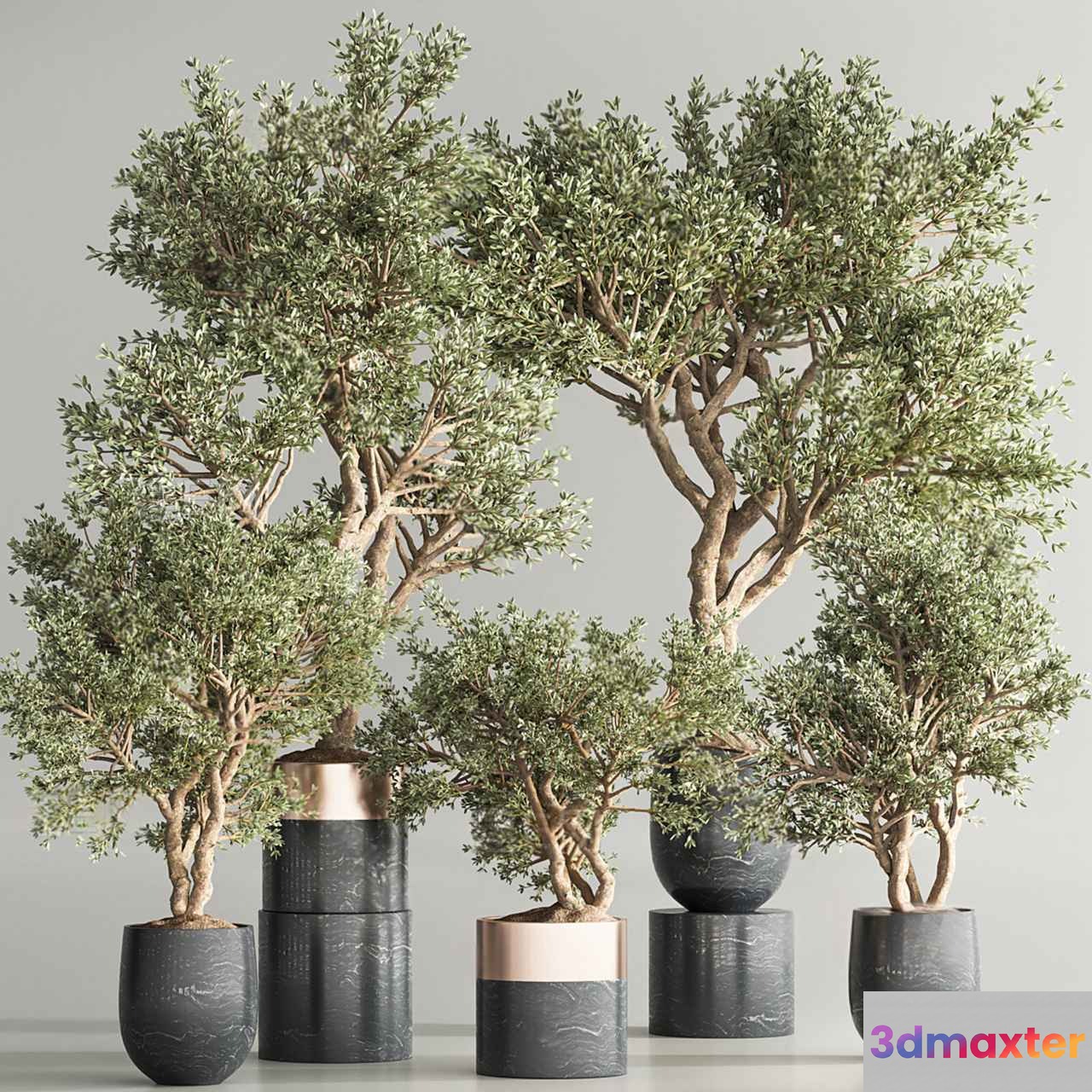 Olive Trees In Pots 3D Model - 12412 - VRAY Render