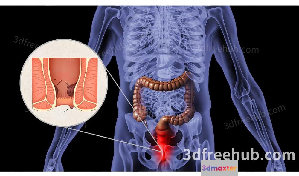 Human Body Diagram 3D Model - 21434 - VRAY Render