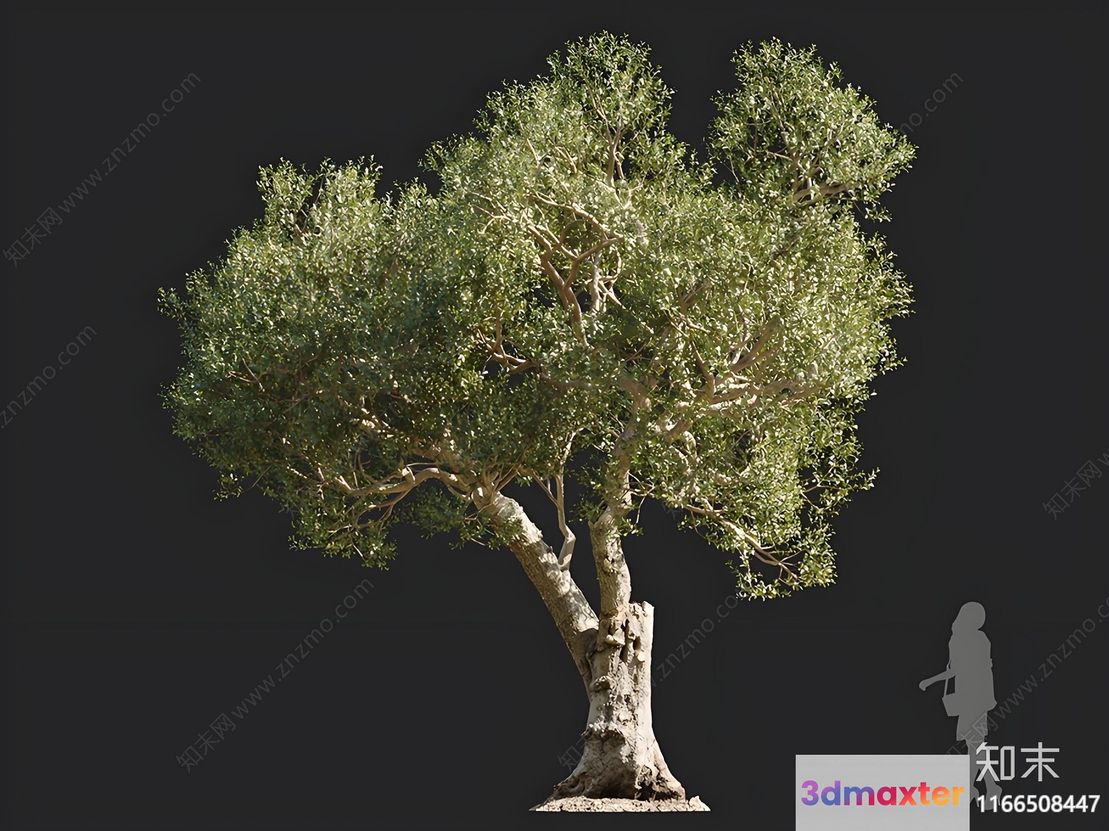A Tree With A Large Trunk And Green Leaves 3D Model - 16574 - VRAY Render