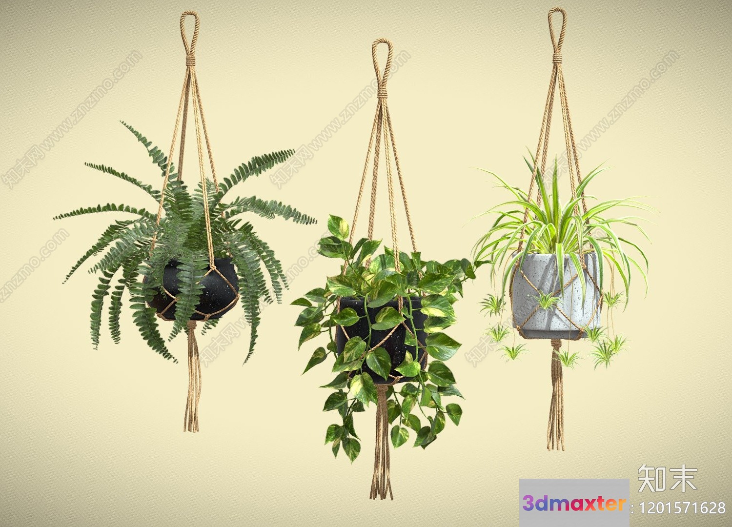 Three Hanging Plants 3D Model - 21427 - VRAY Render