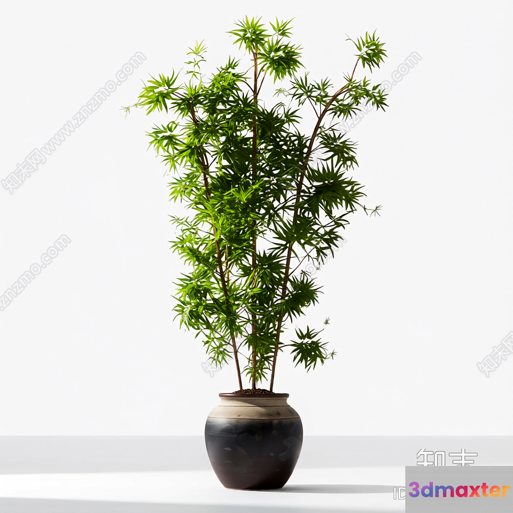 A Tall Plant In A Pot 3D Model - 23152 - VRAY Render