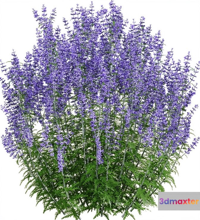 Purple Flowering Plant 3D Model - 17226 - VRAY Render