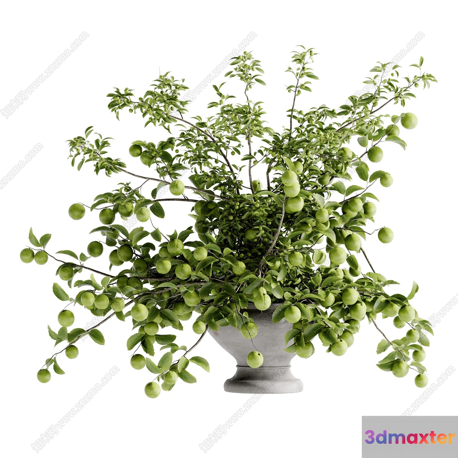 A Green Plant In A Pot 3D Model - 14093 - VRAY Render